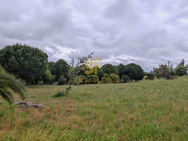 Terreno venda em Castelo Branco