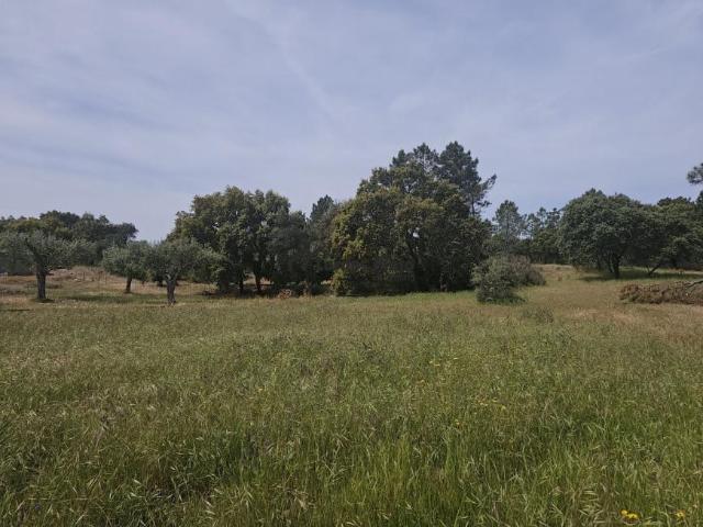 Terreno venda em Castelo Branco