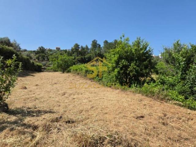 Terreno venda em Castelo Branco