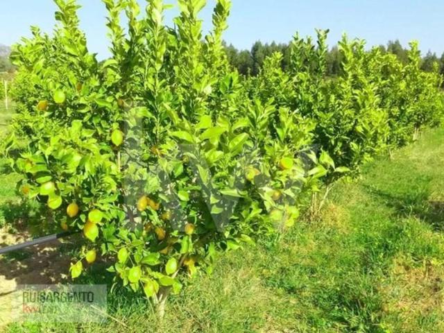 Terreno venda em Castelo Branco