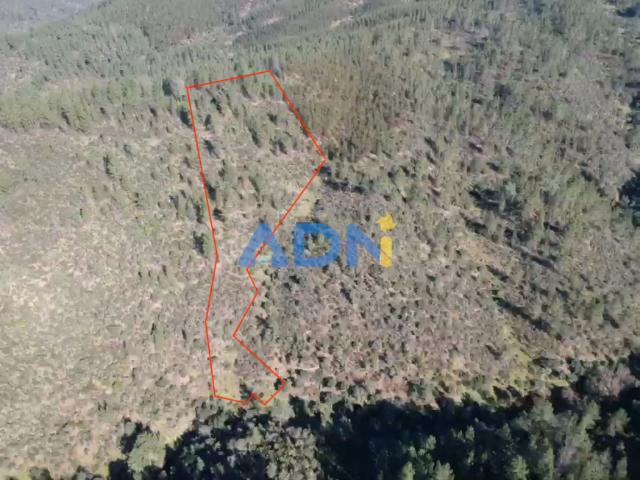 Terreno venda em Castelo Branco