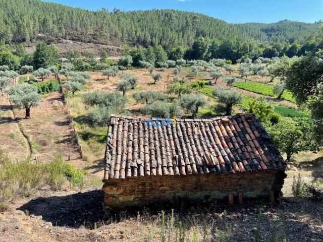 Terreno venda em Castelo Branco