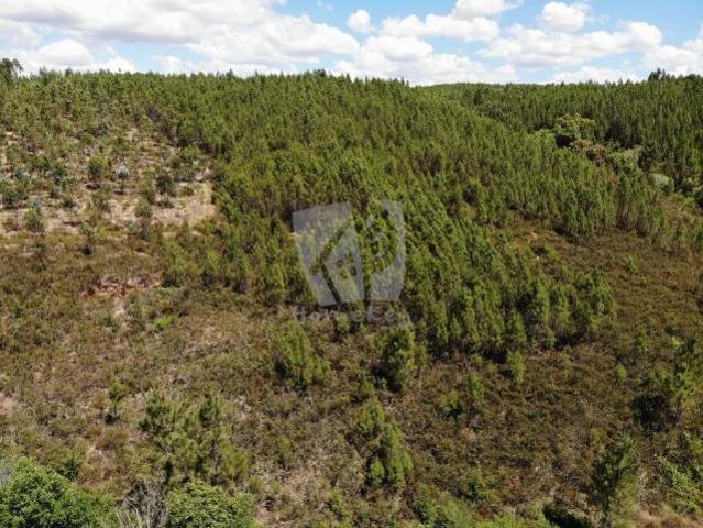 Terreno venda em Castelo Branco