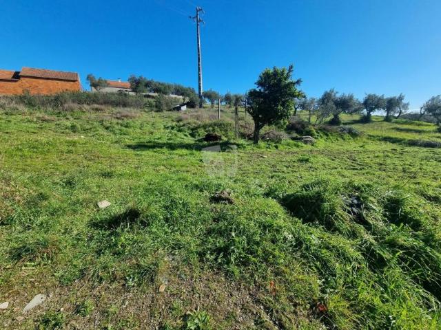 Terreno venda em Castelo Branco