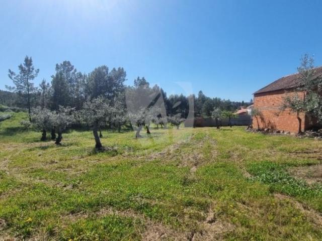 Terreno venda em Castelo Branco