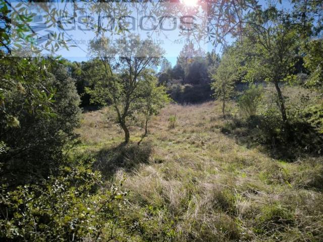 Terreno venda em Castelo Branco