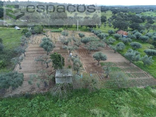 Terreno venda em Castelo Branco