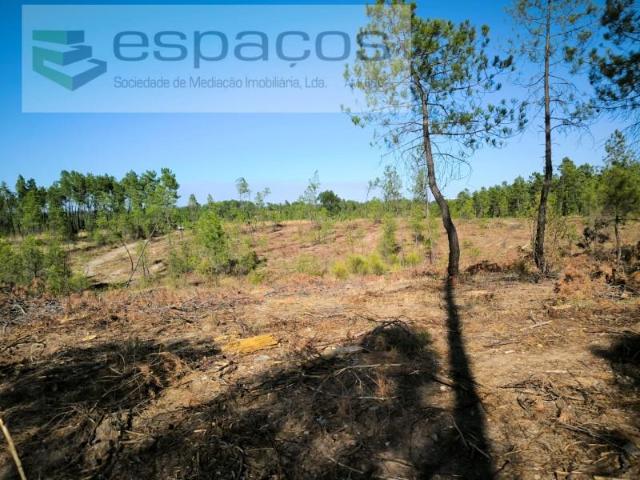 Terreno venda em Castelo Branco