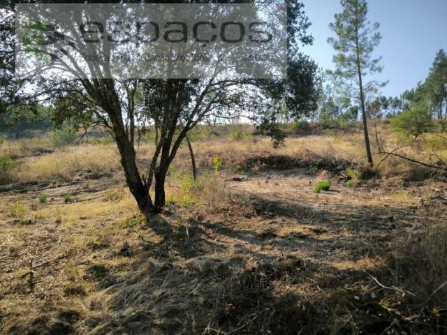 Terreno venda em Castelo Branco