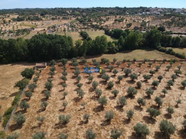 Terreno venda em Castelo Branco