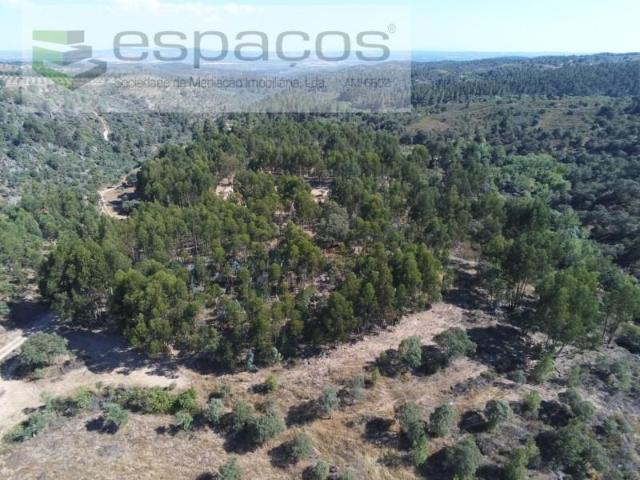 Terreno venda em Castelo Branco