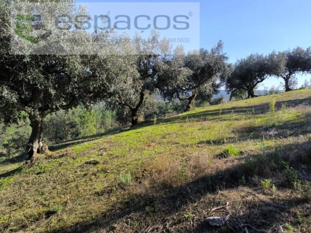 Terreno venda em Castelo Branco