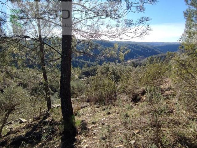 Terreno venda em Castelo Branco