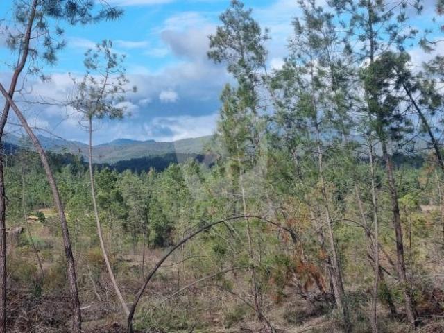 Terreno venda em Castelo Branco