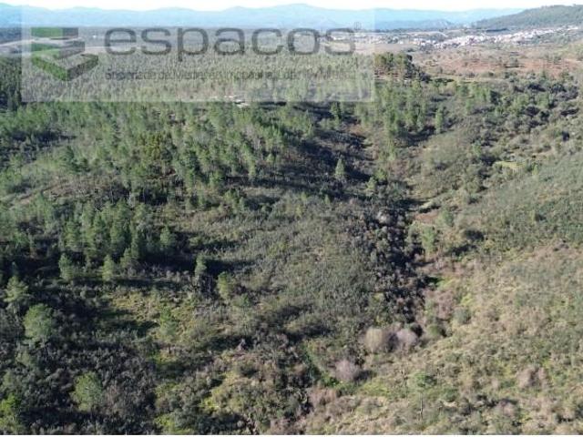Terreno venda em Castelo Branco