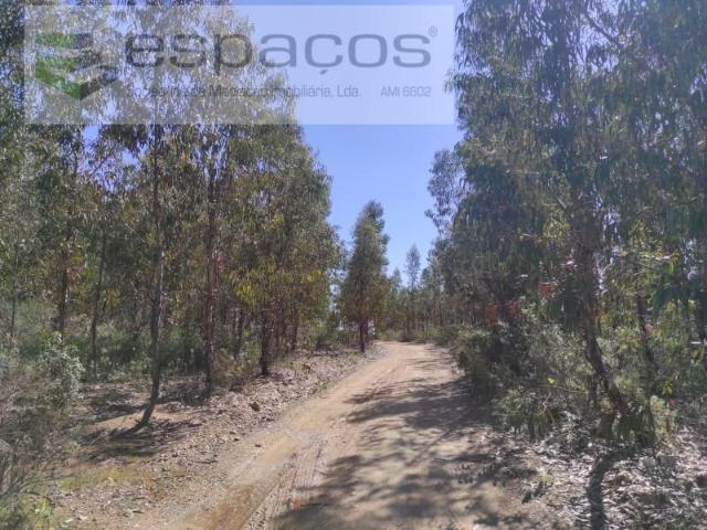 Terreno venda em Castelo Branco