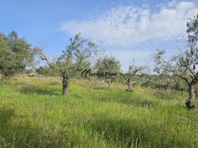 Terreno venda em Castelo Branco, Aldeia Nova Do Cabo