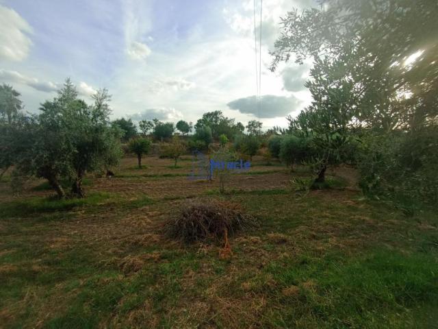 Terreno venda em Castelo Branco