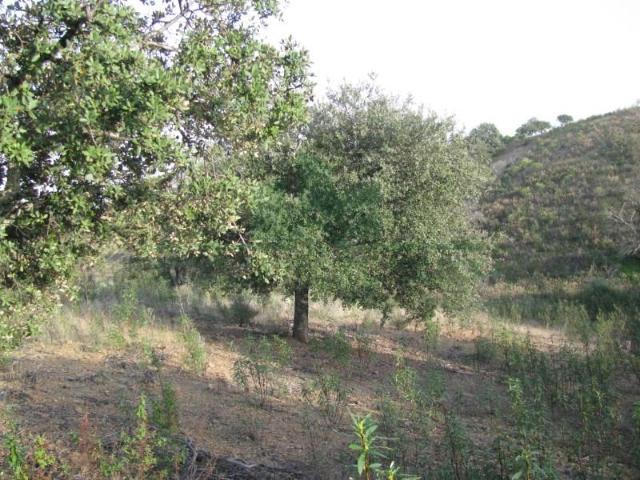 Terreno venda em Castro Marim, Faro