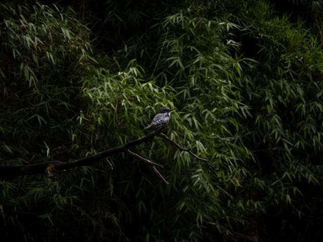 Castro, Vive la naturaleza 139198