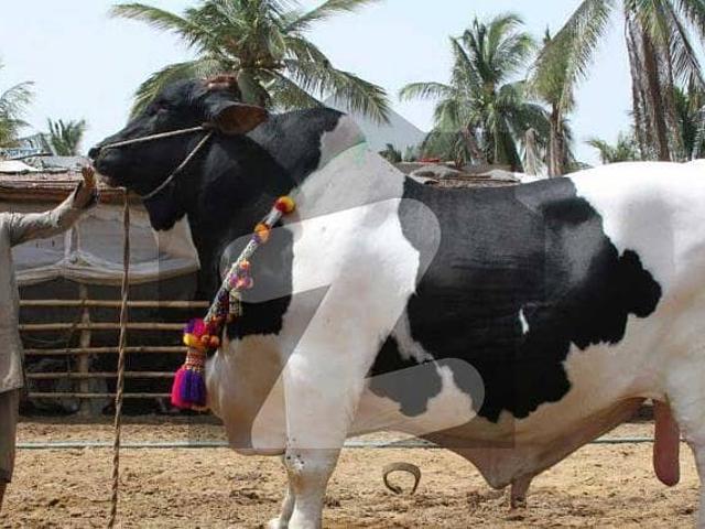 Land for sale in North Waziristan, Federally Administered Tribal Areas fata