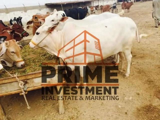 Land for sale in North Waziristan, Federally Administered Tribal Areas fata