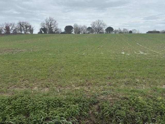 Terrain vente à Nérac, Caubeyres