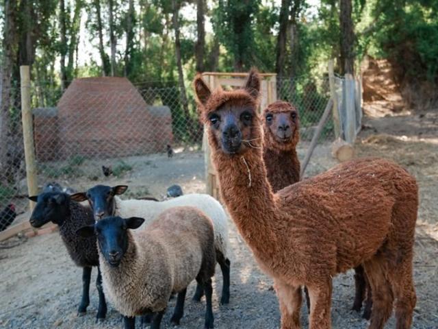 Cauquenes, Parcelacion El secreto de pilen, De Cauquenes, Maule