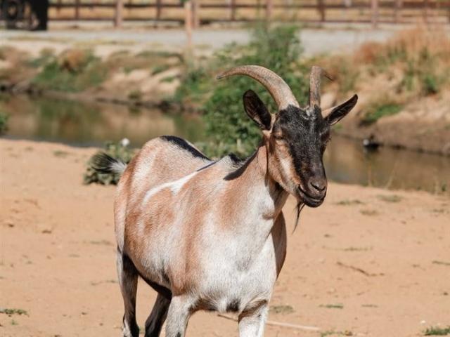 Cauquenes, Parcelacion El secreto de pilen, De Cauquenes, Maule