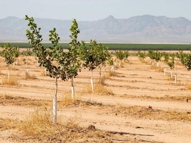 Land for sale in San Simon, Arizona