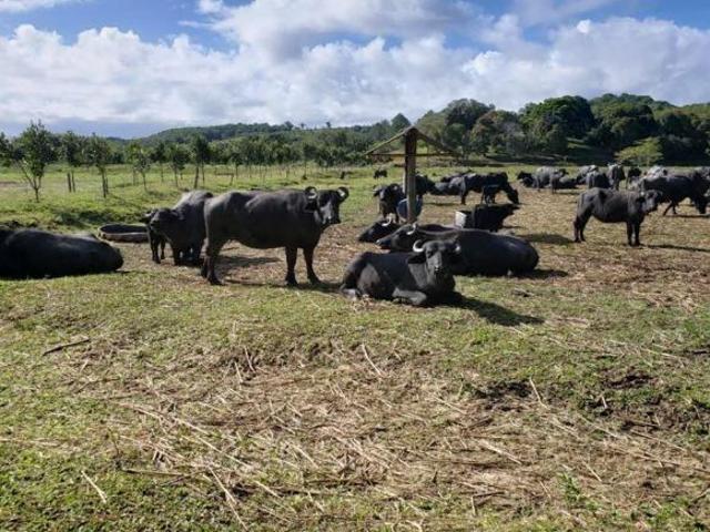 Sítio e chácara venda em Região Imediata de Registro, Jacupiranga