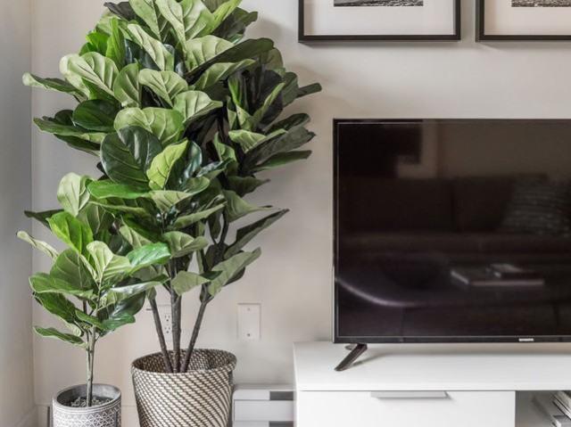 Apartment for rent in Abbotsford, British Columbia