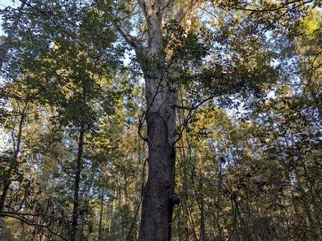Land for sale in Carlton, Georgia