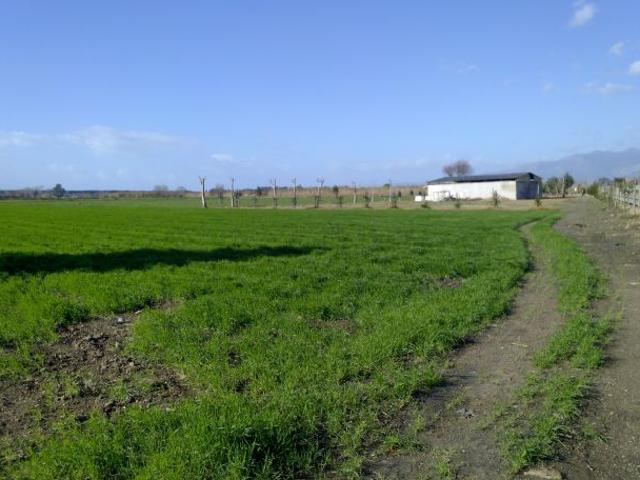 Terreno in vendita a Cellole, Caserta