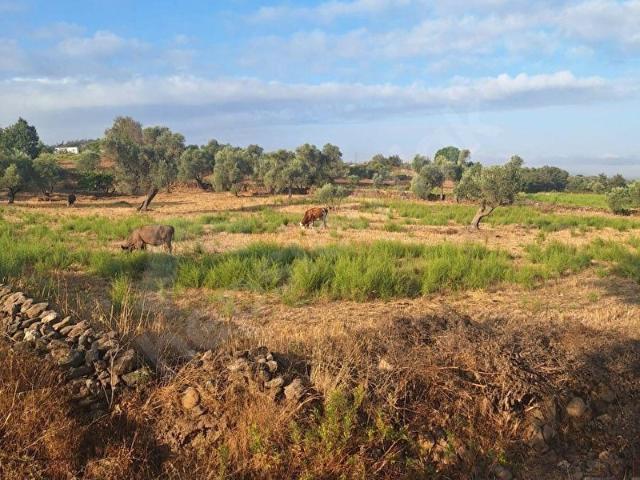 Milas, Muğla içerisinde satılık Arsa