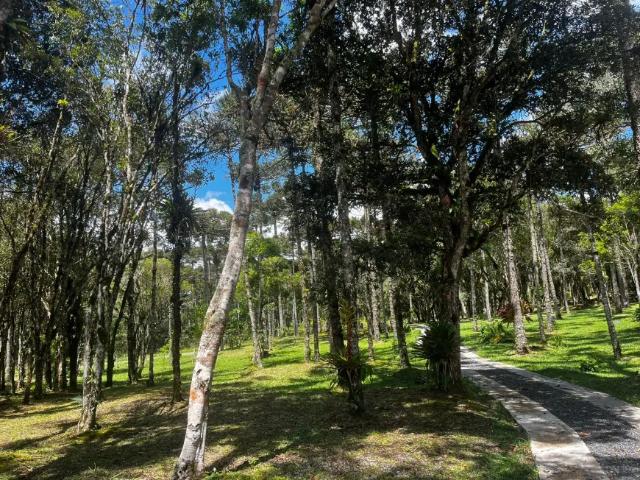 Fazenda venda em Região Geográfica Imediata de São Bento do Sul-Rio Negrinho, Campo Alegre