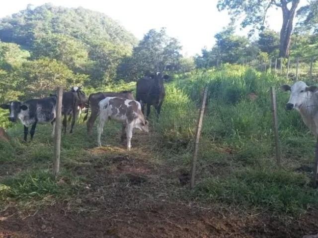 Fazenda venda em Região Imediata de São Paulo, Região Metropolitana de São Paulo