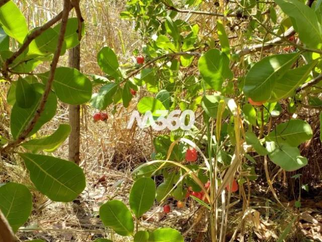 Fazenda venda em Região Geográfica Imediata de Palmeiras de Goiás, Indiara
