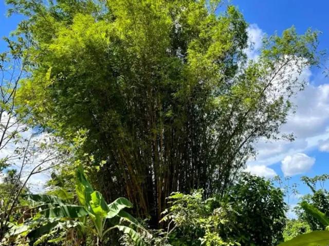 Fazenda venda em Região Geográfica Imediata de São Luís, Nazaré