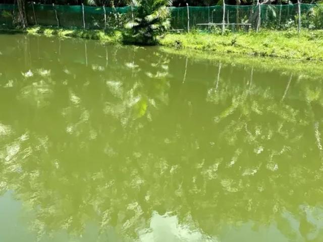 Fazenda venda em Região Geográfica Imediata de São Luís, Nazaré