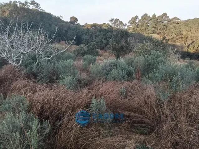 Fazenda venda em Região Geográfica Imediata de Caxias do Sul, Caxias do Sul