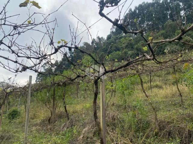Fazenda venda em Região Geográfica Imediata de Caxias do Sul, Farroupilha