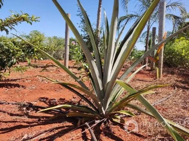 Fazenda venda em Região Geográfica Imediata de Goiânia, Trindade
