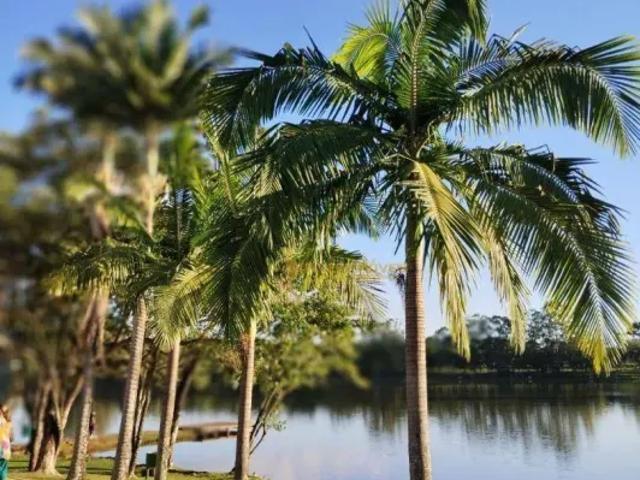 Fazenda venda em Região Geográfica Imediata de Londrina, Ibiporã