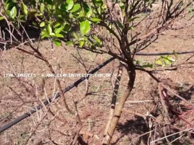 Fazenda venda em Região Imediata de Presidente Prudente, Álvares Machado