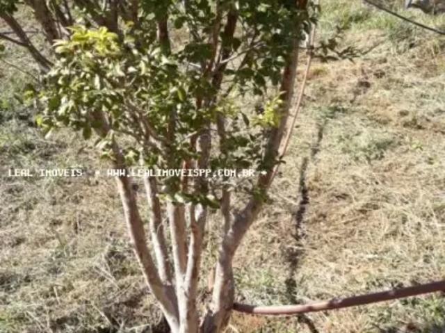 Fazenda venda em Álvares Machado