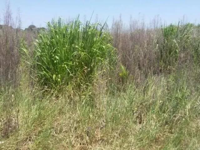 Fazenda venda em Região Imediata de Presidente Prudente, Álvares Machado
