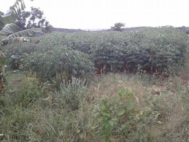 Fazenda venda em Região Imediata de Presidente Prudente, Narandiba