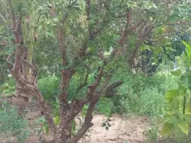 Fazenda venda em Região Imediata de Presidente Prudente, Presidente Prudente
