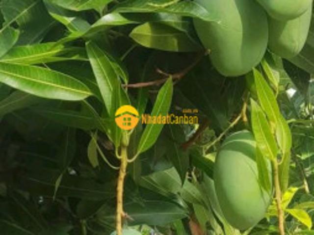 Mặt bằng bán